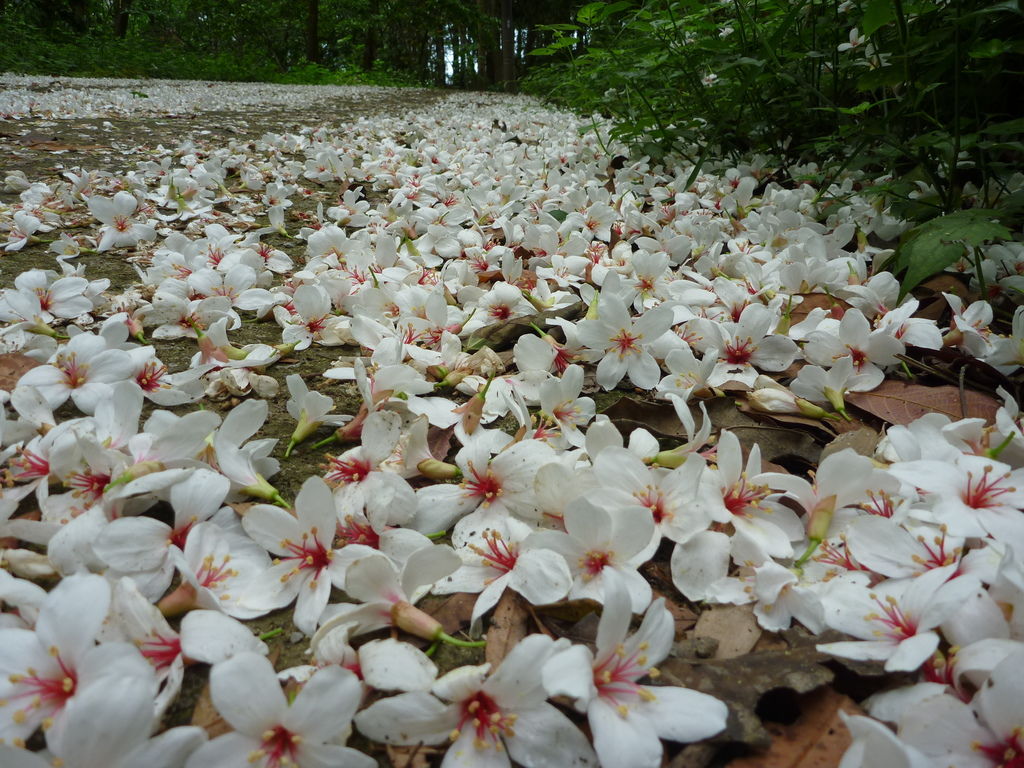 踏花归来马蹄香