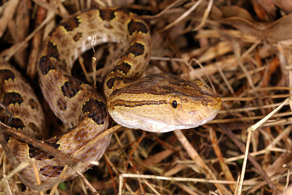 Brown Spotted Pitviper (Taiwan habu) - Trimeresurus mucrosquamatus ...